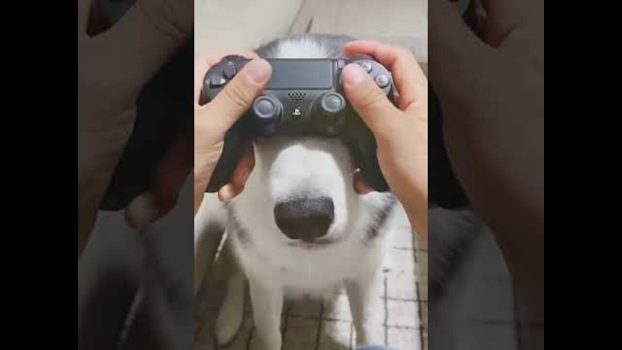 gamepad dog funny video - tube cat #14