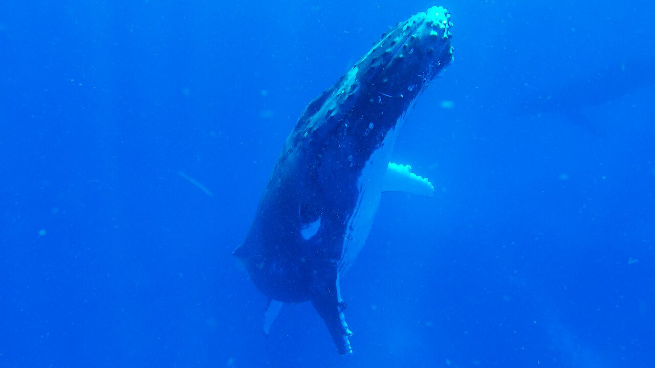 Sleeping humpback whale slowly surfaces beside thrilled swimmers
