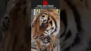 rugido de tigre é assustador 😮😮😮