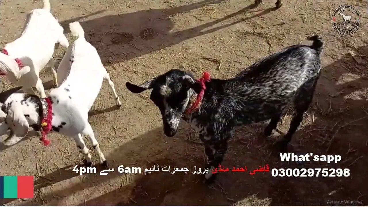 Qazi Ahmed Bakra Mandi | Price Update 2023 | #goat #goatfarming