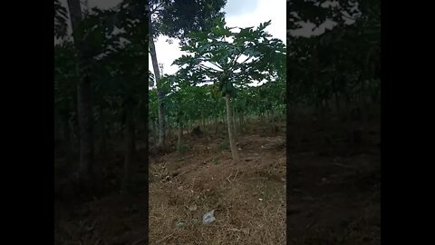 kebun pepaya