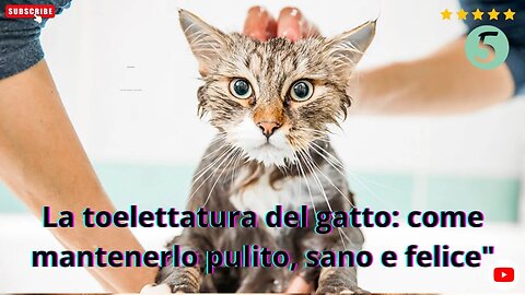 La toelettatura del gatto: come mantenerlo pulito, sano e felice"
