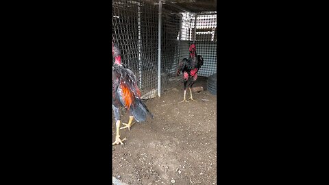 Two Roosters Battle in a Fierce Cockfight Ind vs Australia