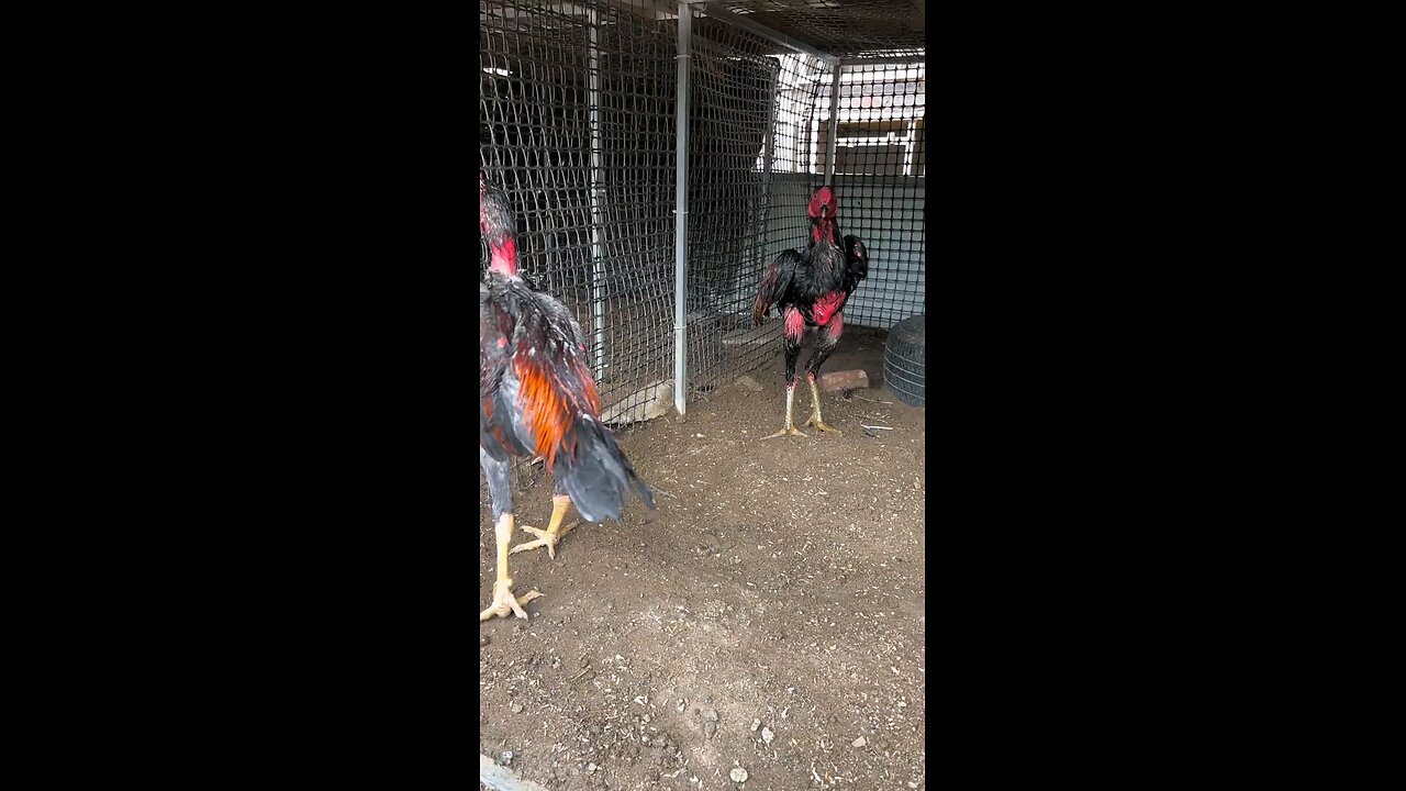 Two Roosters Battle in a Fierce Cockfight Ind vs Australia