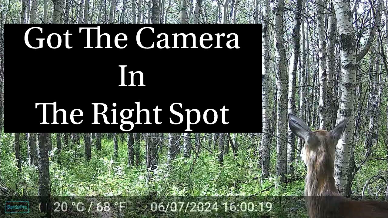 Got The Camera In The Right Spot