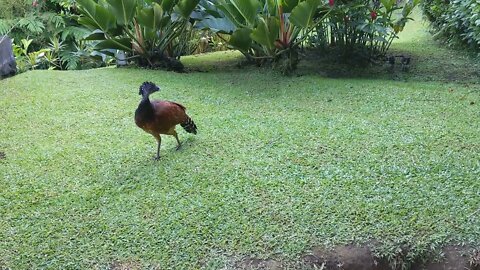 The Friendly Crested Guan