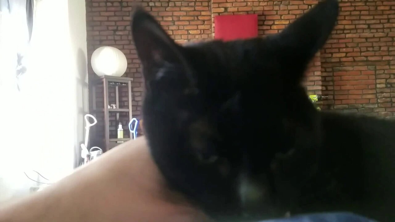 Blackberry the kitten loves me :)