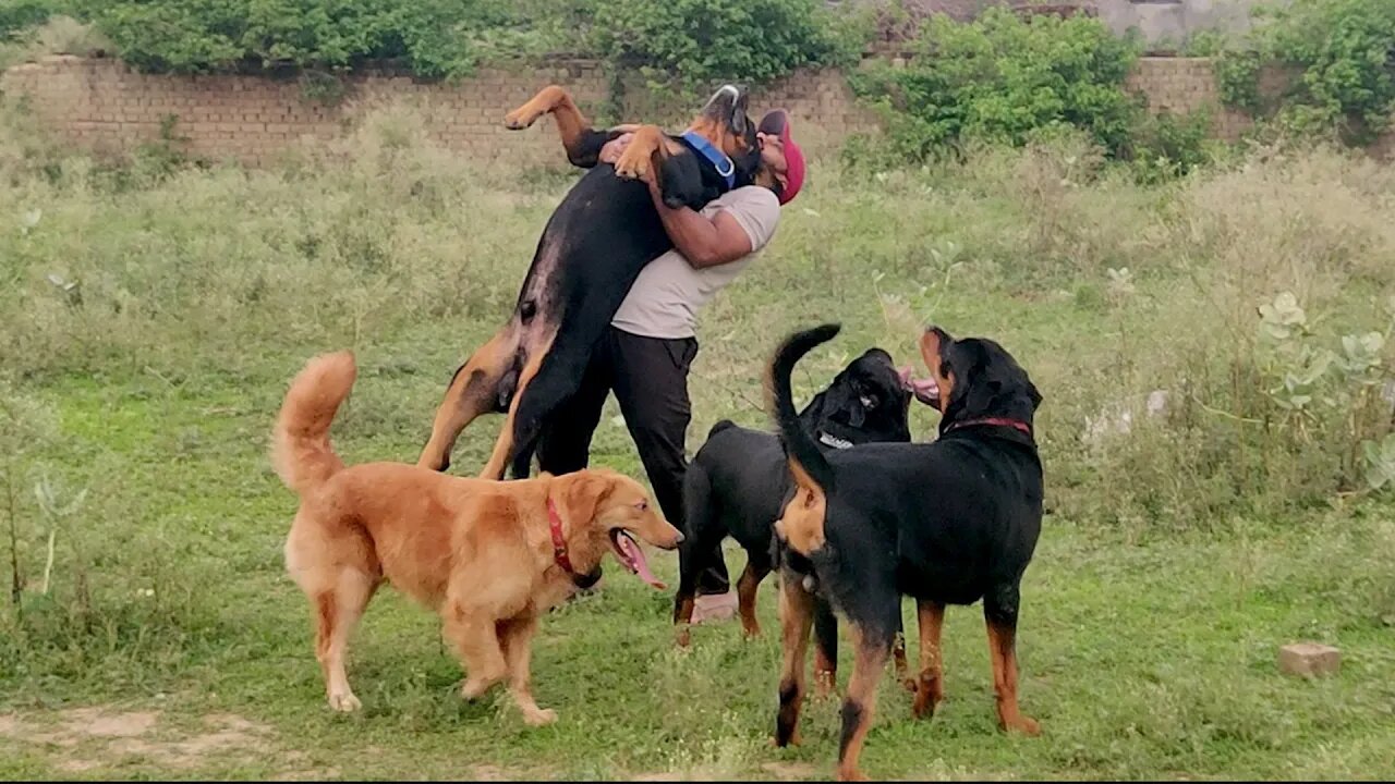 How to check your dog's weight ? 😂🐕 || Mr.Bolt