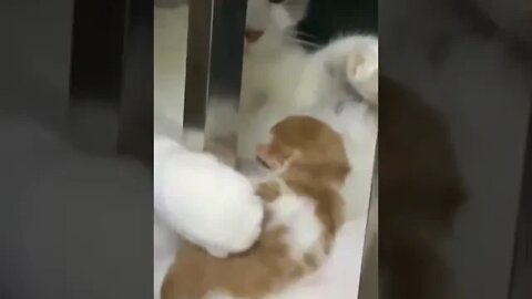 cute cat videos 😹 funny videos 😂1047😻#shorts #shortsfunny #cutecat #catvideos#catsfood #catscare