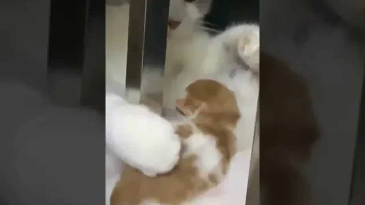 cute cat videos 😹 funny videos 😂1047😻#shorts #shortsfunny #cutecat #catvideos#catsfood #catscare