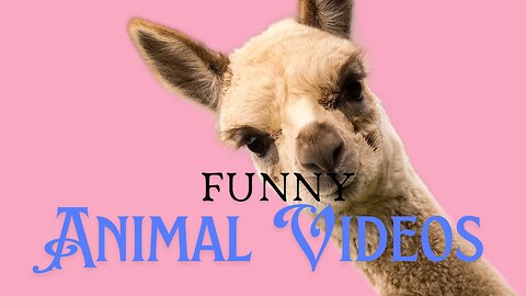 Funny Animal Videos