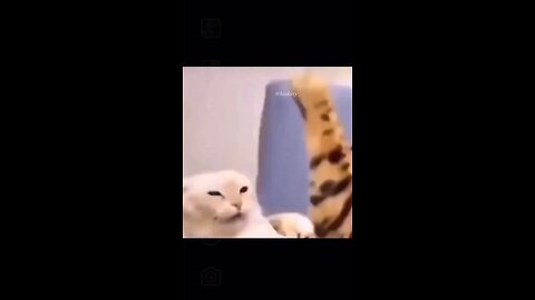 Funny Cat Meme