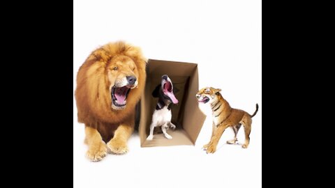 Hilarious Prank: Dog Fooled by Fake Lion and Tiger in a Huge Box