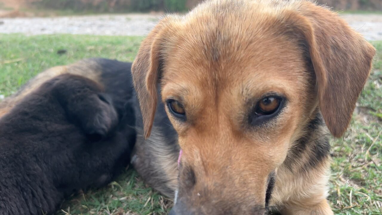 Dog feeding to her puppy