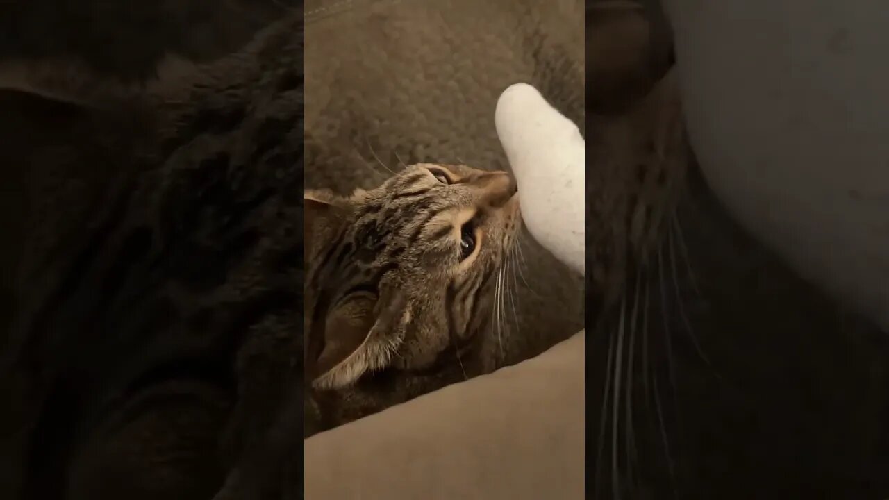 Feline Gives Stank Face After Smelling Sock