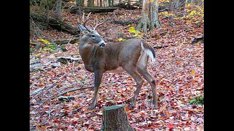 2021 Northern Wilderness Trailcam - Part 2