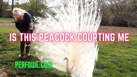 Is This Peacock Courting Me, Peacock Minute, peafowl.com