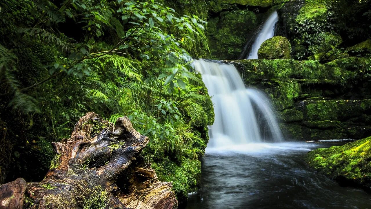 The sound of a forest stream. Forest. Forest sounds. Natural beauty.