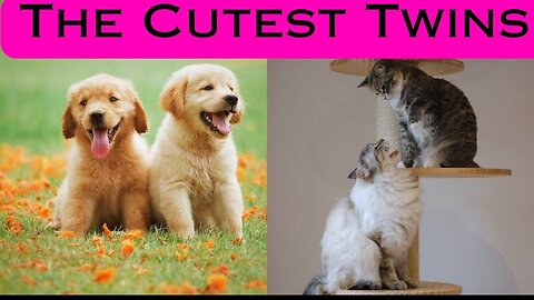 cute cats and kittens funny and cute videos.