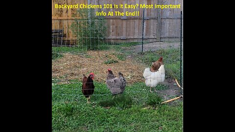 Backyard Chickens 101 Is It Easy? Most Important Info is at the End.