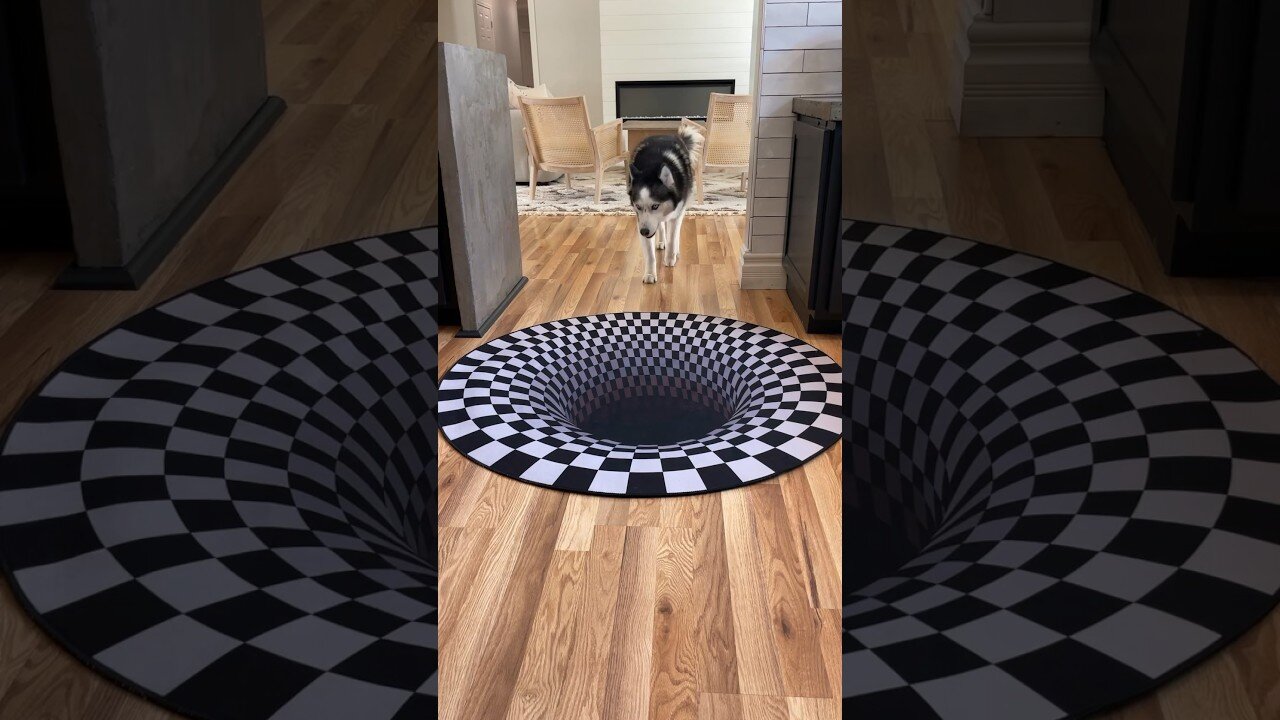 Dogs funny reaction to entering optical illusion rug! #shorts