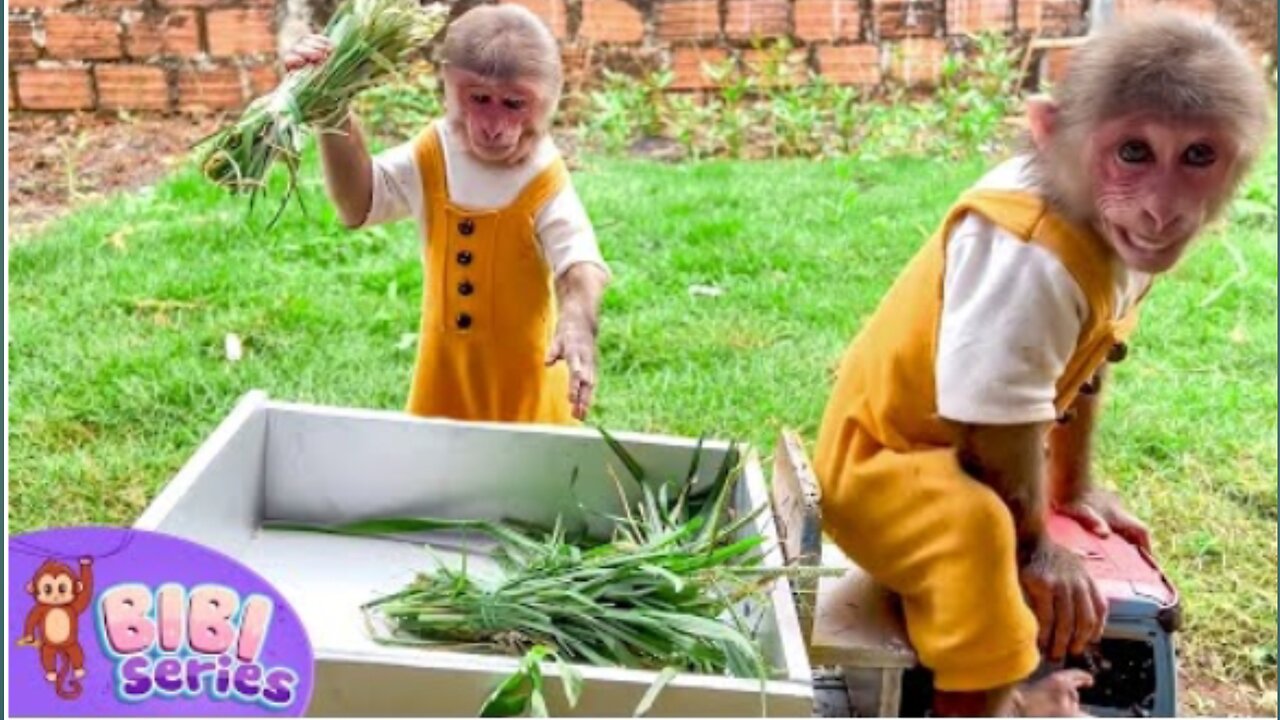 BiBi helps her mother take care the garden