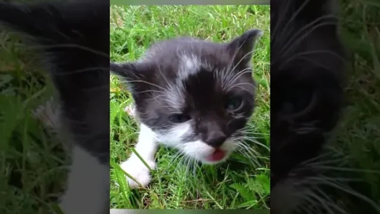 His First Time Outside #Shorts #pets #cat