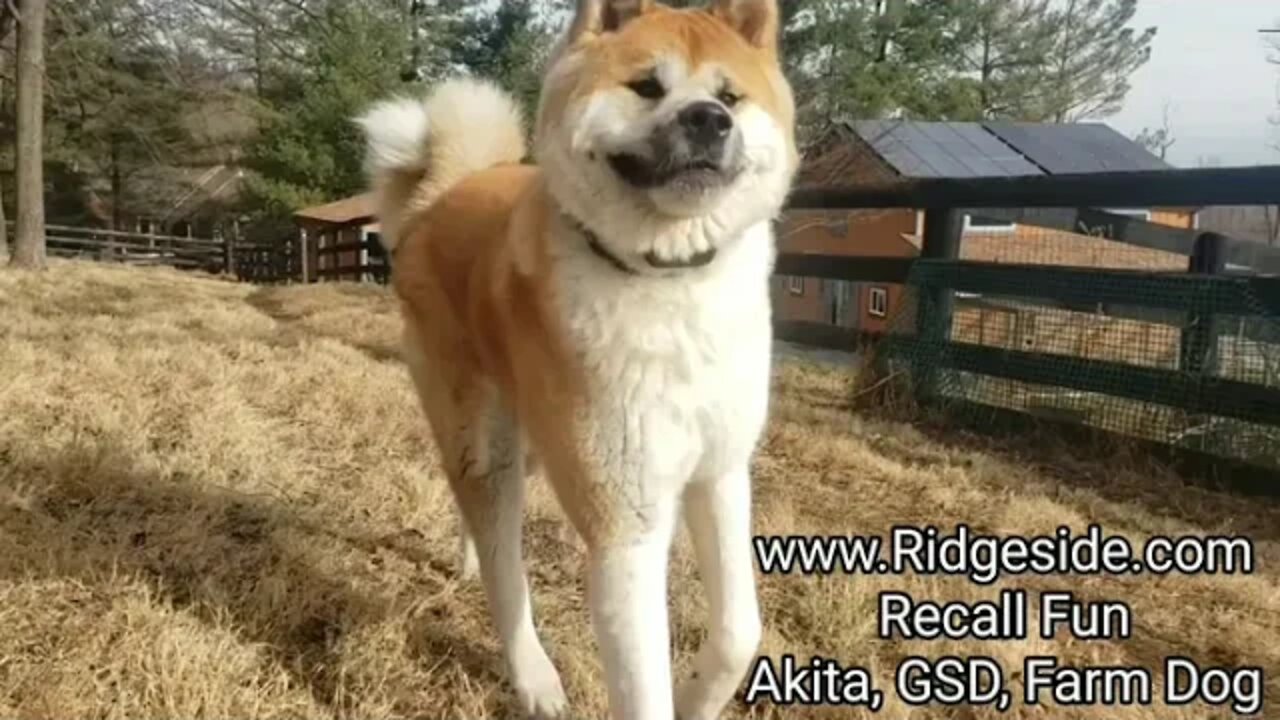 Dog Training "Tone Recall" Fun. Starring an Akita, German Shepherd and an Amazing Farm Dog Cross