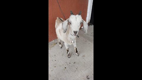 Beer drinking goat 🐐🍻