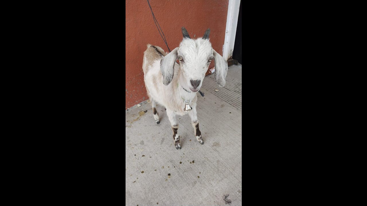 Beer drinking goat 🐐🍻