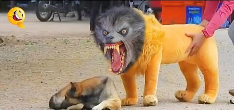 Troll prank dog funny fake lion and fake tiger prank to real dog