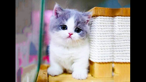 Best Funny Animal Videos of the year (2023), funniest animals ever. relax with cute animals video