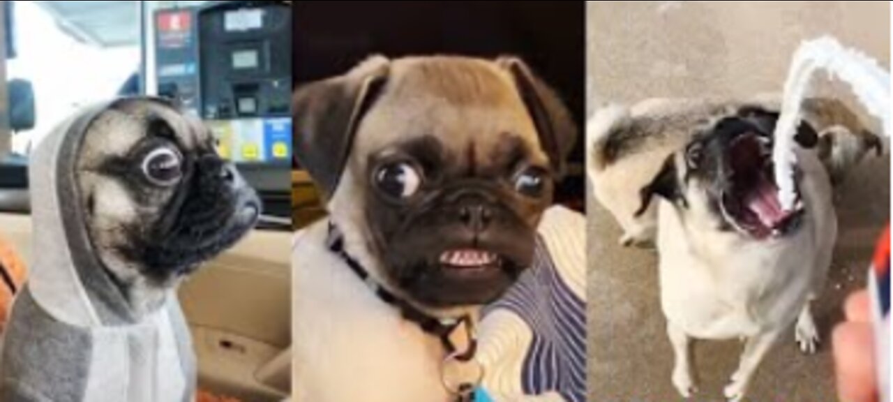 Pug Funny Moments