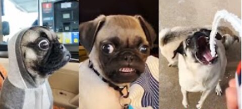 Pug Funny Moments