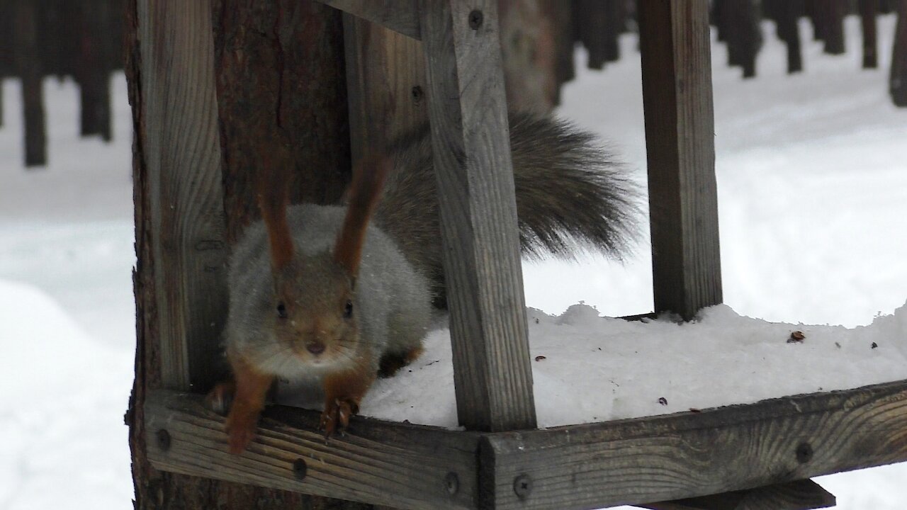 Squirrel in the snow