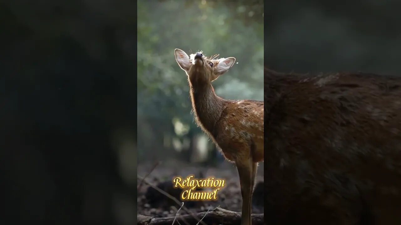 Mating call of a deer