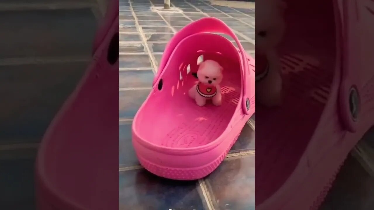 Wow🐶 please make this viral | #shorts | #viral | #cute
