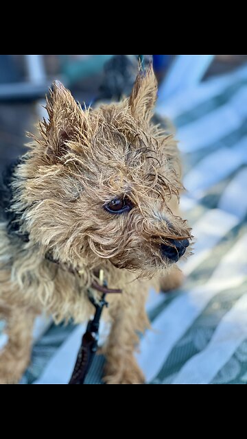 HOT Doggy takes a COOL dip!