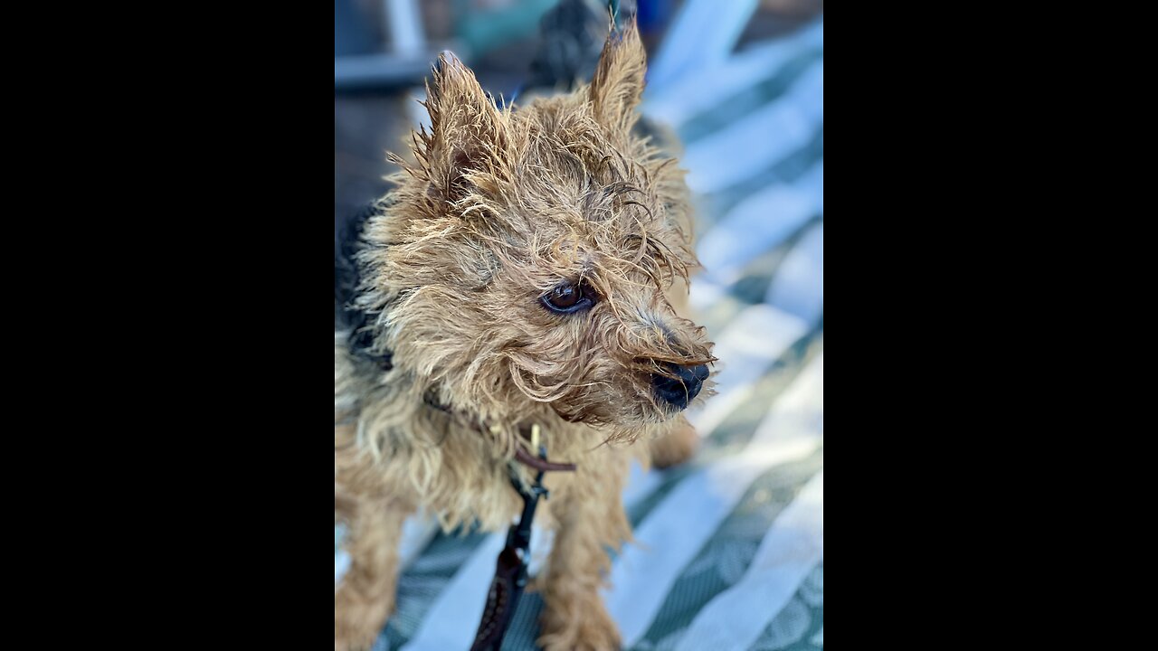 HOT Doggy takes a COOL dip!