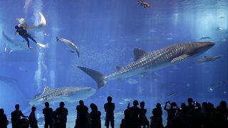 Climate Change Threatens Endangered Whale Sharks