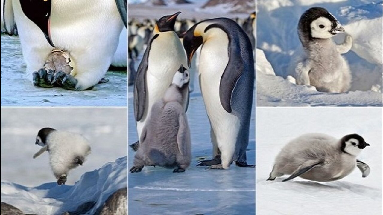 Snow Chick - A Penguin's Tale (2015)(BBC)