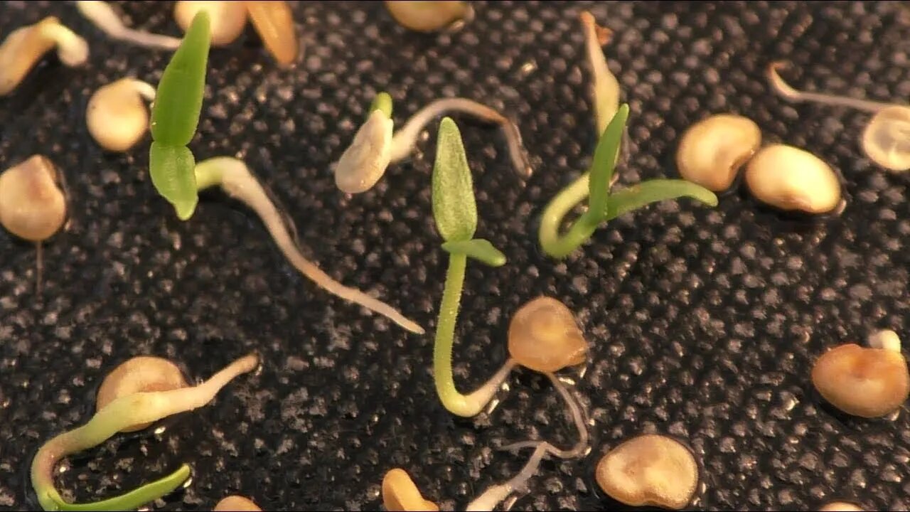 4/4/2020 Collective of Lightwokers' Meditation Watered Team V's Germinated Seed of the Golden age