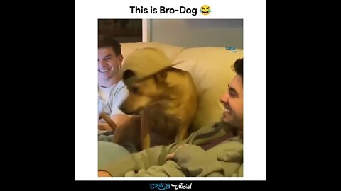 This is Bro-doge (#thuglife) #shorts #funny