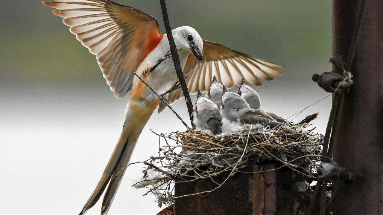 15 Most Amazing Birds Nest 🐦🐦‍⬛🦅🦜🕊️🪿🦤🦢