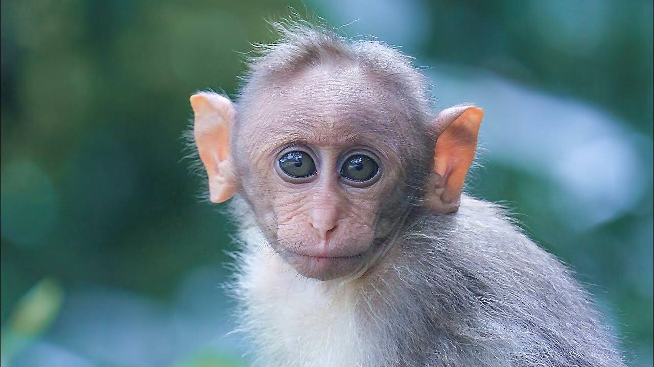 funny monkey - cute animals angry monkey - 😂😂😂😂😂😂 wild animals
