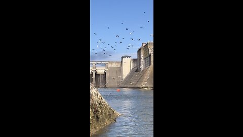 CRAPPIE HUNGRY BIRDS !!!