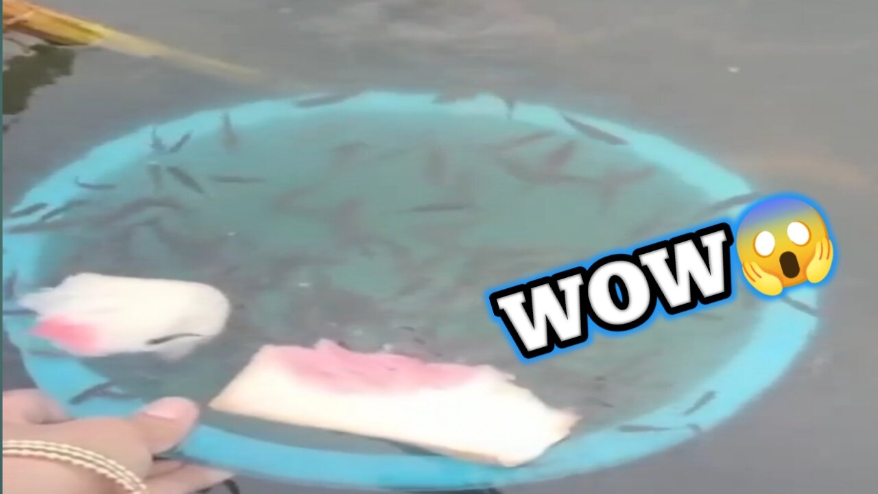 Tutorial menangkap anakan ikan gabus