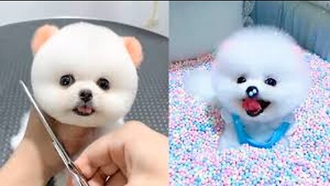 TOP 10 dog barking videos compilation 2016 ♥ Dog barking sound - Funny dogs