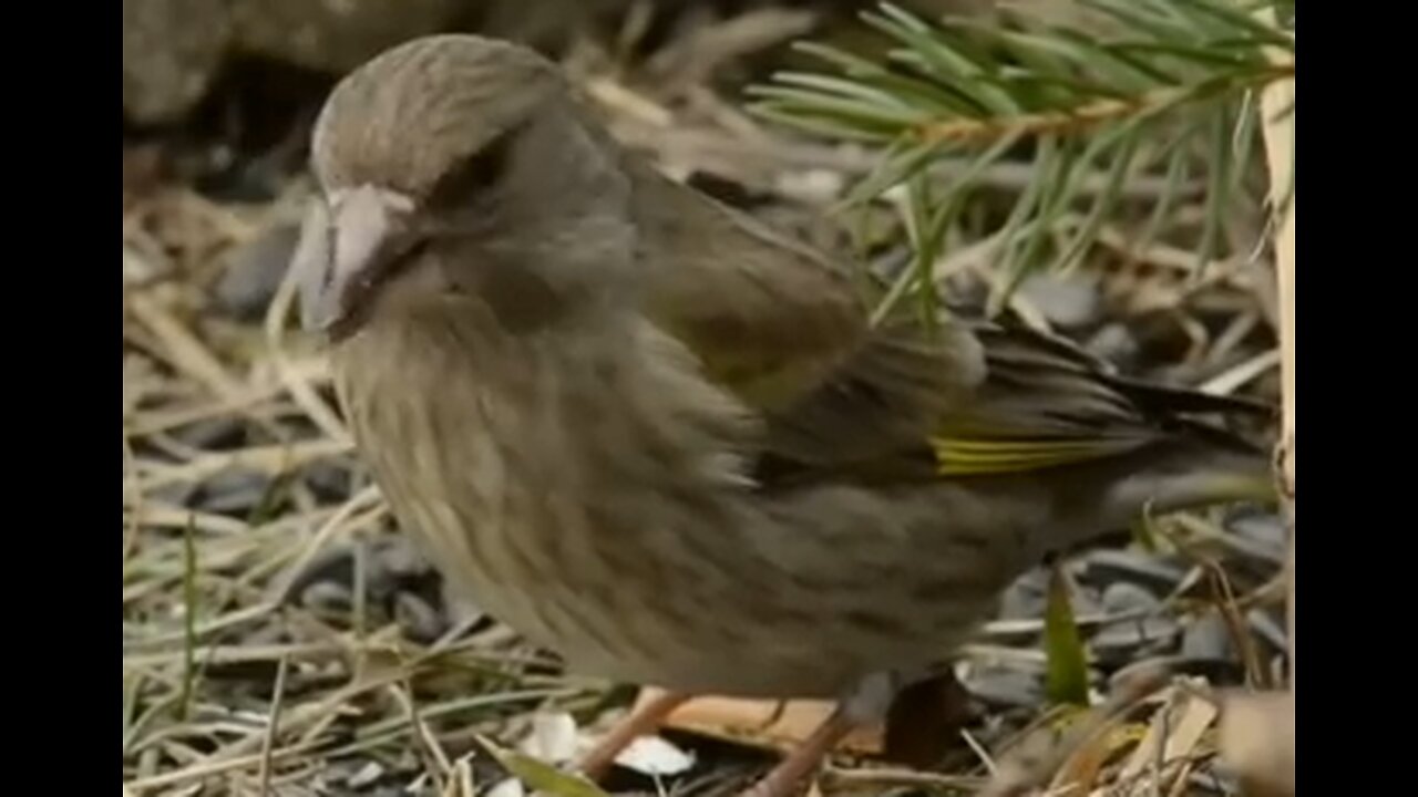 Birds life || most relaxing video of birds|| Wild life birds || Birds sounds ||