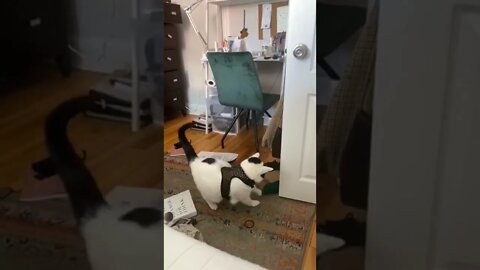 So Scary 😱🐈🐾😂😂😂